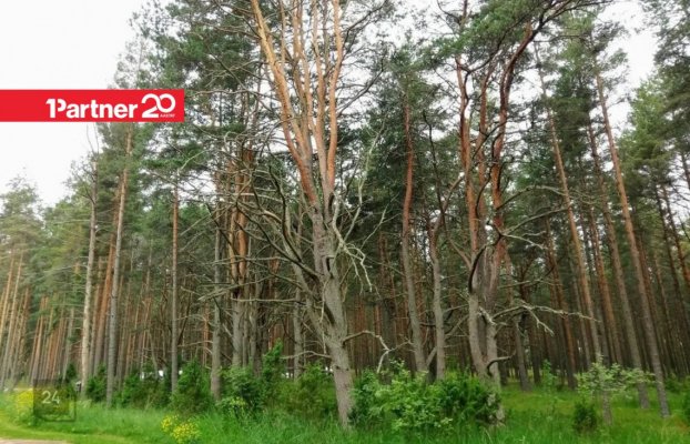 Image 8 of 13