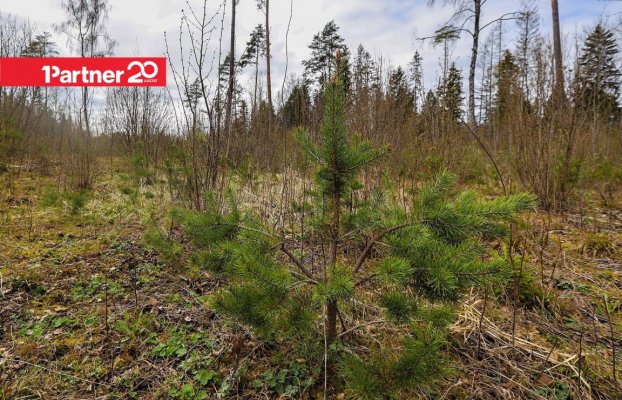 картина 10 of 16