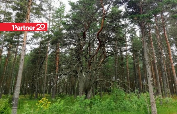 картина 9 of 14