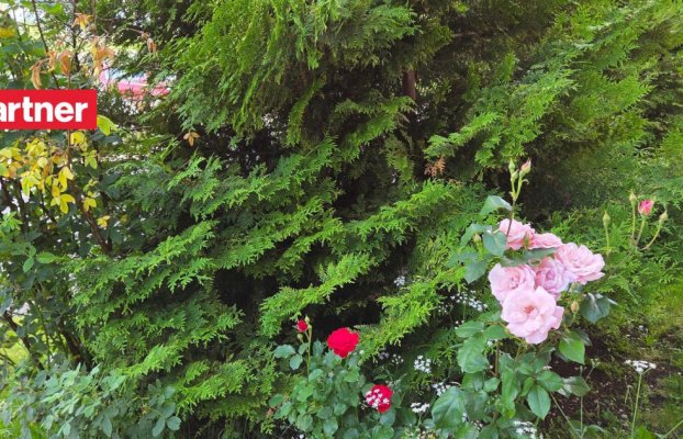 Image 24 of 27
