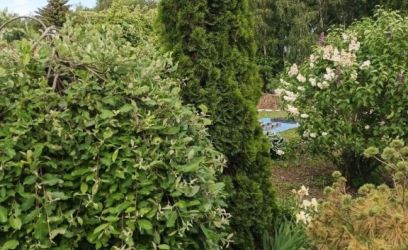 Image of KAUNIS KRUNT MAARDU JÄRVE ÄÄRES