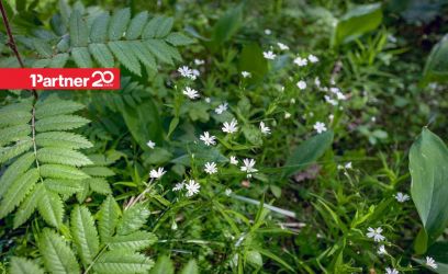 Image of Rahulik ja looduslähedane kinnistu Teie perele!