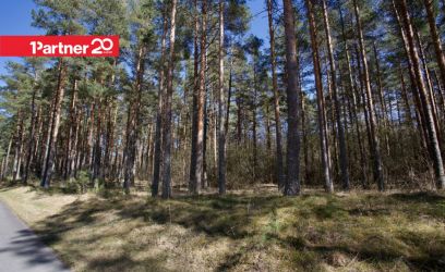 Pilte Looduskaunis kinnistu Ihasalus: mets, rahu ja mere lähedus.