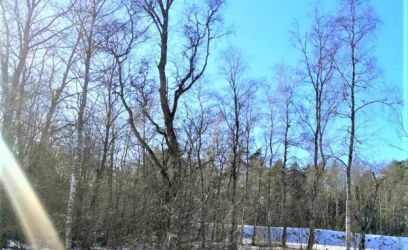 Pilte PROJEKTEERIMISTINGIMUSED VÄLJASTATUD